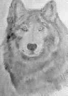 Pencil sketch of Wolf